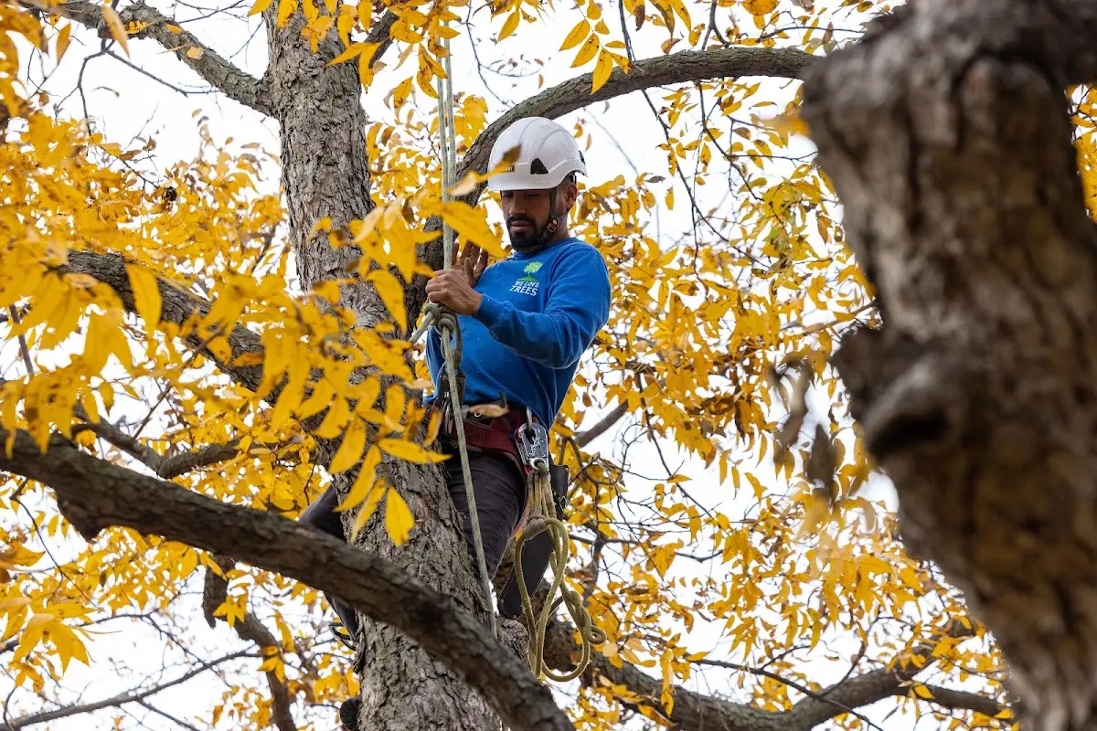 Skilled Tree Planing crew working in Holliday